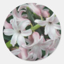 Suche nach hyazinthen aufkleber Rosa