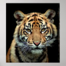 Suche nach tigerjunge poster Babytiger