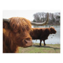 Suche nach rind vieh poster Bauernhof