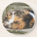 Suche nach niedliche katze untersetzer Fotografie