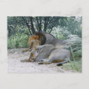 Suche nach panthera löwe postkarten Zusammengehörigkeit