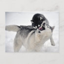 Suche nach schlittenhunde postkarten Schnee