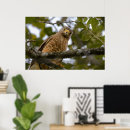 Suche nach hawk poster Im freien