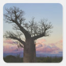 Suche nach baobab aufkleber Afrika