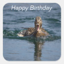 Suche nach freier vogel aufkleber Vögel