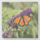Suche nach monarchfalter untersetzer Blume