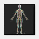 Suche nach menschlicher körper magnete Ansicht