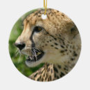 Suche nach gepard ornamente Katze