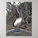 Suche nach pelican poster Wildlife