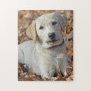 Suche nach labrador retriever welpe puzzle Hund
