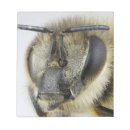 Suche nach honigbiene notizblock Tier