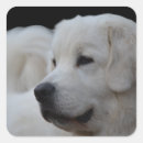 Suche nach schöne hunde aufkleber Schöner hund