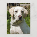 Suche nach labrador retriever postkarten Arbeiter