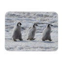 Suche nach baby pinguin magnete Kaiserpinguin