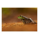 Suche nach froschplakat Amphibien