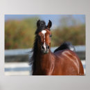 Suche nach headshot poster Pferd