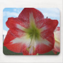 Suche nach amaryllis mousepads Rot