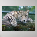 Suche nach leoparden poster Katze