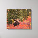 Suche nach geweih leinwandbilder Alaska