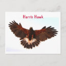 Suche nach harris hawk postkarten Vogelvogel