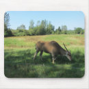 Suche nach antilope mousepads Wild