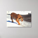 Suche nach sibirischer tiger leinwandbilder Tiere im wilden