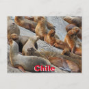 Suche nach seelöwen postkarten Tierwelt