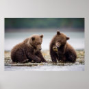 Suche nach bärenjunges poster Braunbären