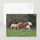 Suche nach drei pferde postkarten Three together