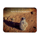Suche nach meerkats magnete Fotografie