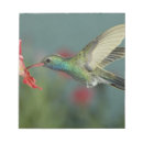 Suche nach flug notizblock Kolibri