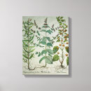 Suche nach obst und gemüse leinwandbilder Pflanze