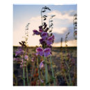 Suche nach wilde fotodruck Blume