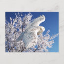 Suche nach schneeeule postkarten Für alle