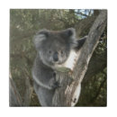 Suche nach koala fliesen Australien