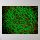 Suche nach mikroben poster Mikroorganismus