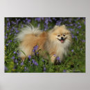 Suche nach keuchen poster Loulou