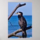 Suche nach kormoran poster Vögel