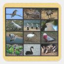 Suche nach australischer vogel aufkleber Vögel