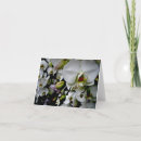 Suche nach phalaenopsis karten Orchideen