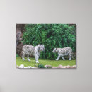 Suche nach tiger leinwandbilder Weiß