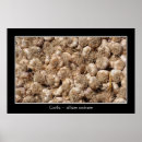 Suche nach märkte poster Franz