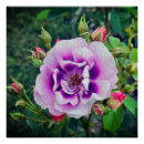 Suche nach violette rosen poster Natur