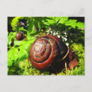 Suche nach schnecke postkarten Blume
