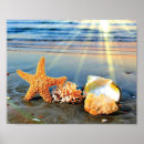 Suche nach strand muscheln poster Seesterne