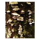 Suche nach baumstumpf poster Pilz