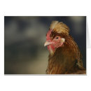 Suche nach gallus gallus Hähnchen