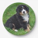 Suche nach bernese teller Welpe