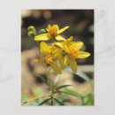 Suche nach asteraceae Gelb