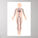 Suche nach zirkulation poster Herz